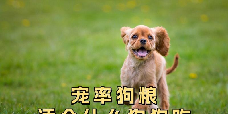 科学选狗粮 预防犬只体重失控问题 科学选狗粮 预防犬只体重失控问题
