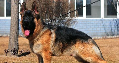 以德牧背线的重要性与品质传承