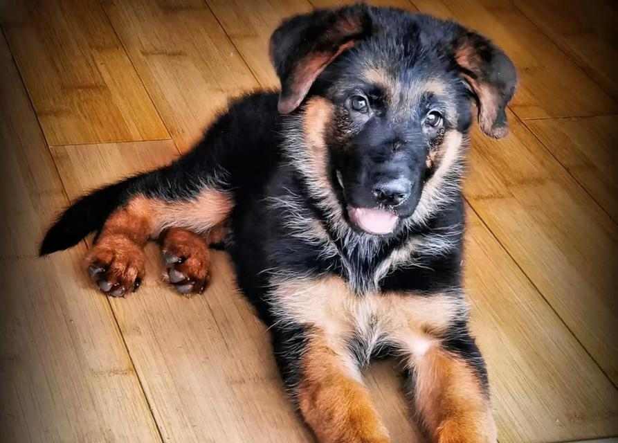 以德牧的背线（从血统到品质，背线对于以德牧的重要意义）