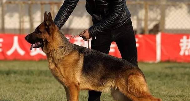 以德牧的背线（从血统到品质，背线对于以德牧的重要意义）