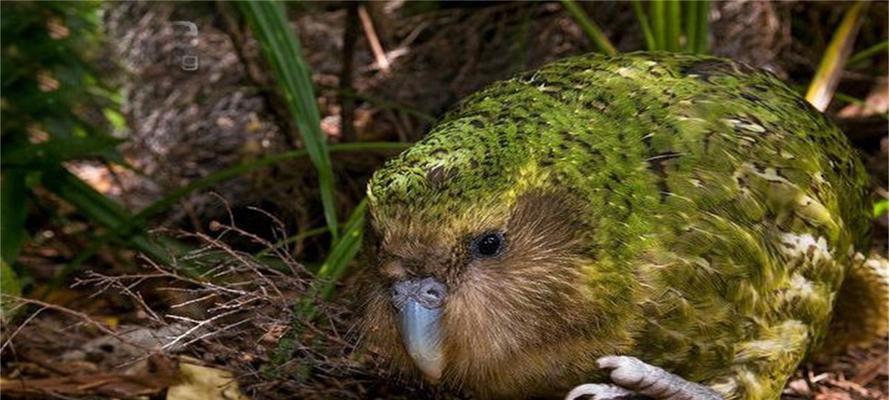 鸟类之恶梦：人类活动如何威胁鸟儿生存