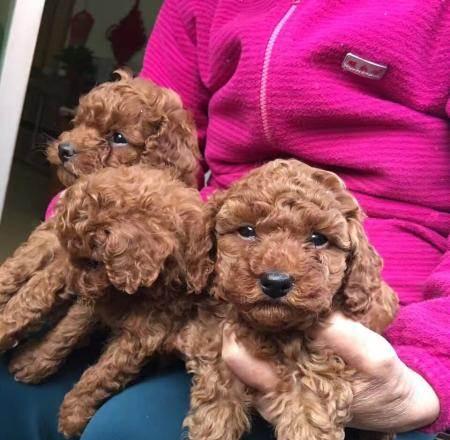 贵宾狗宝宝的毛色变化及时间点（探秘贵宾狗宝宝的毛色变化，为您解答什么时候变色最明显）