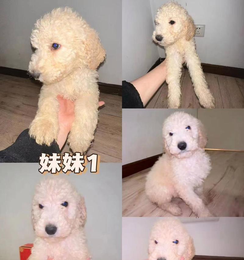 贵宾狗宝宝的毛色变化及时间点（探秘贵宾狗宝宝的毛色变化，为您解答什么时候变色最明显）