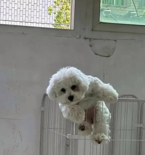 狗见到什么动物会不停地跑？（探寻狗对不同动物的反应与行为特点）