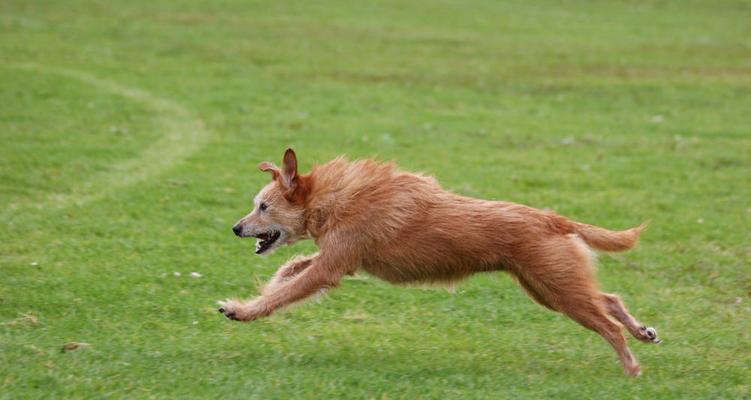 狗见到什么动物会不停地跑？（探寻狗对不同动物的反应与行为特点）