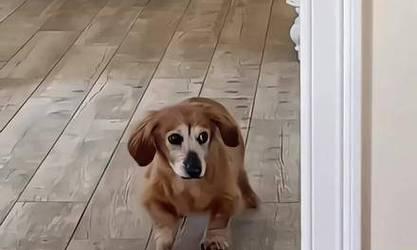 狗狗为何看到动物就不停跑？揭秘背后的行为逻辑