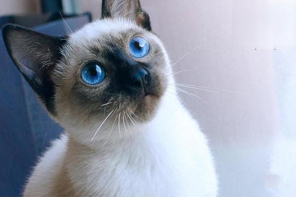 犬猫胰腺肿瘤治疗方案及症状解析