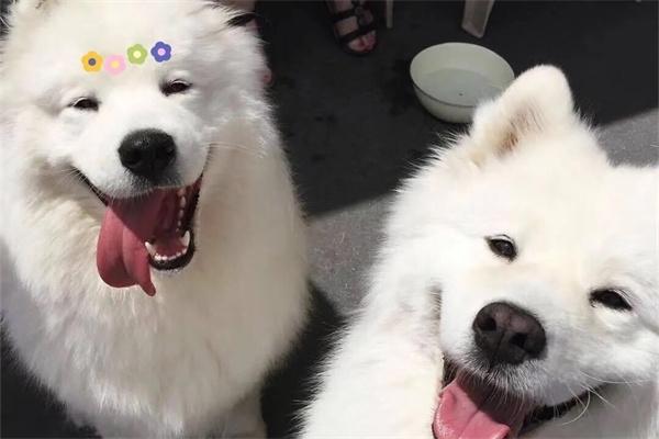 如何判断狗狗是否吃饱了？