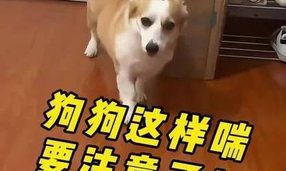 狗狗为什么会伸舌头喘气？（探究狗狗喘气的原因及其重要性）