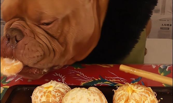 幼犬可以吃哪些水果？科学挑选助健康成长