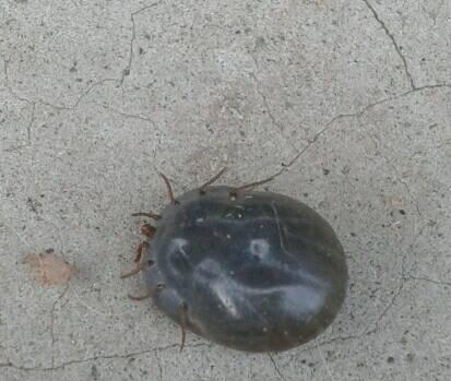 揭秘狗身上的虫——宠物健康必知（了解常见的狗身上寄生虫，保障宠物健康）