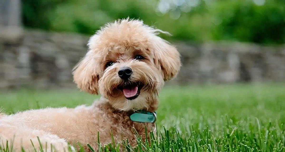 幼犬的饮食需求（了解幼犬的水果饮食，健康宠物从小开始）