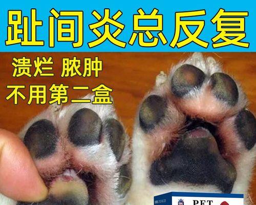 为什么狗喜欢啃脚？（探究狗狗喜欢啃脚的原因及解决方法）