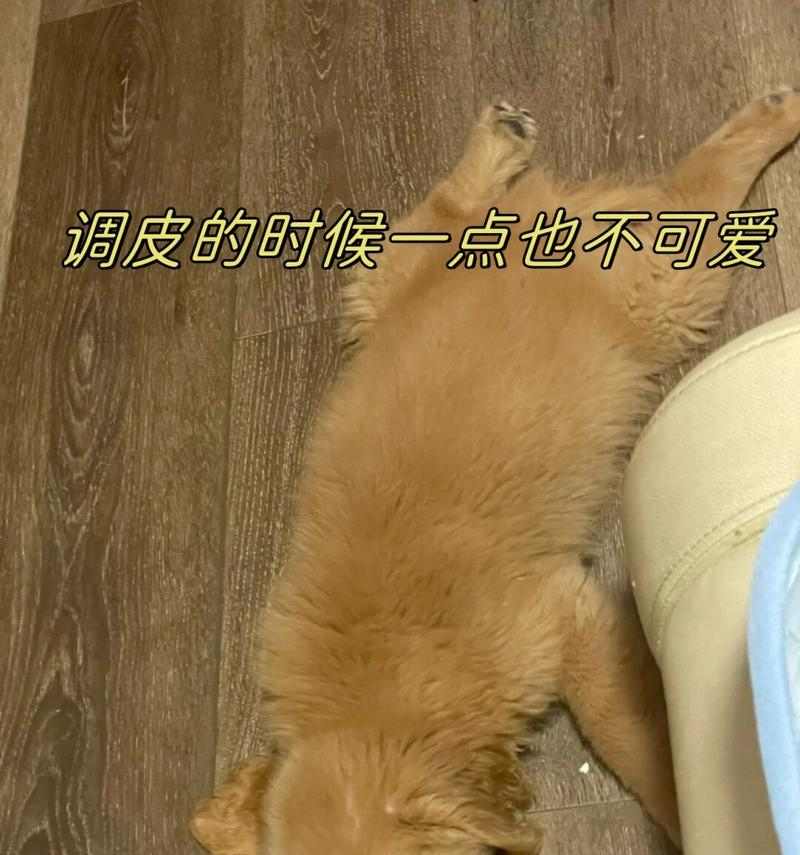 为什么狗喜欢啃脚？（探究狗狗喜欢啃脚的原因及解决方法）