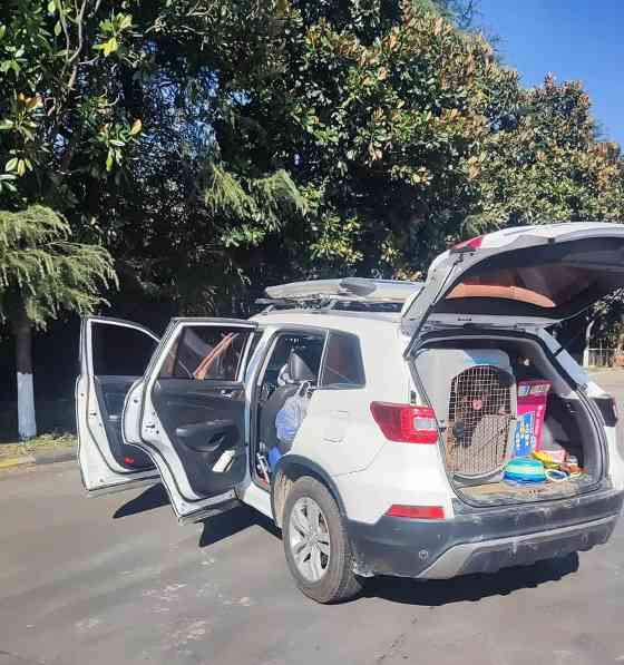 带狗出行，选什么车最合适？（狗狗出行必备汽车指南，告别困扰你的选择困难症）