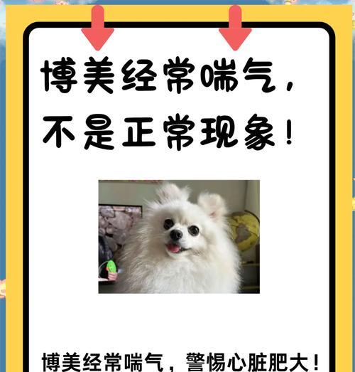 狗狗伸舌头喘气的原因及健康影响