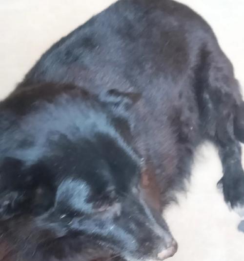 狗狗啃脚的原因及有效解决方法