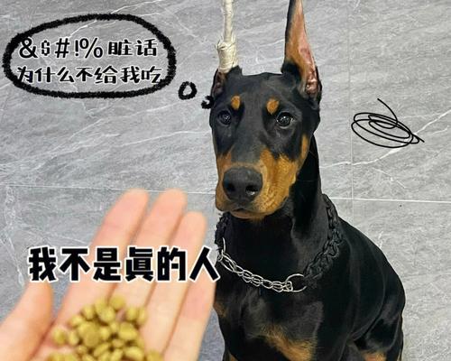 杜宾犬健康饮食指南：营养均衡与喂养技巧