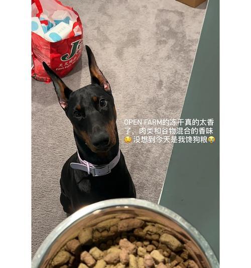 杜宾犬的饮食指南（了解如何给你的杜宾犬提供均衡健康的饮食）