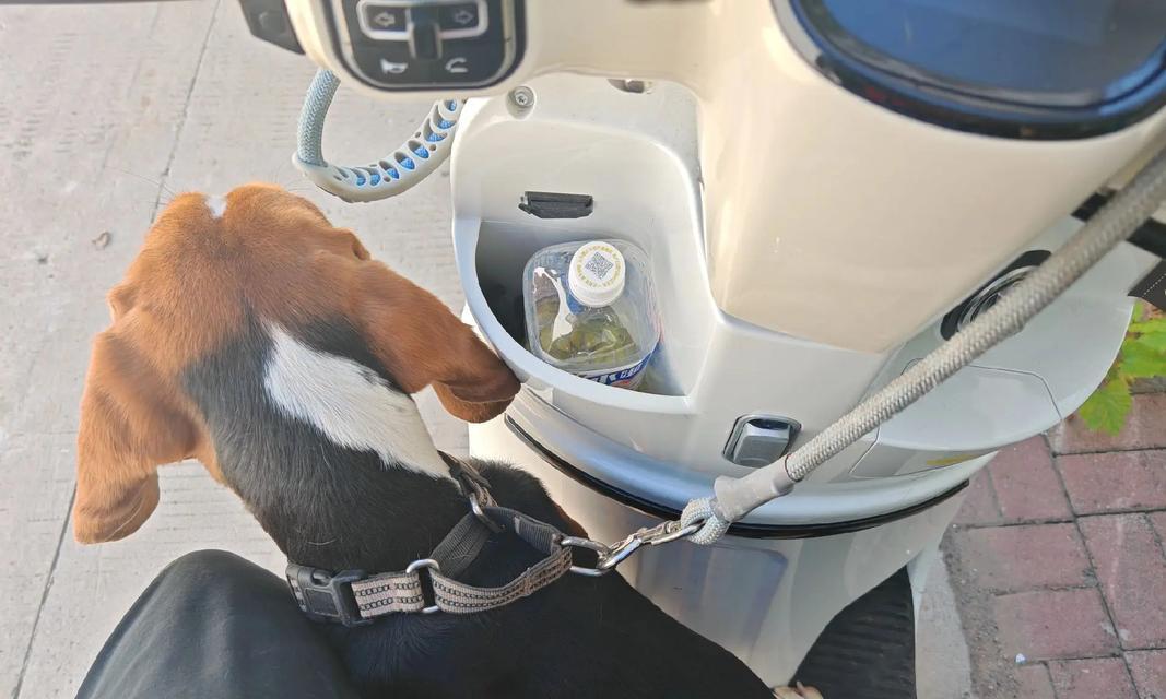 带狗出行，选什么车最合适？（狗狗出行必备汽车指南，告别困扰你的选择困难症）