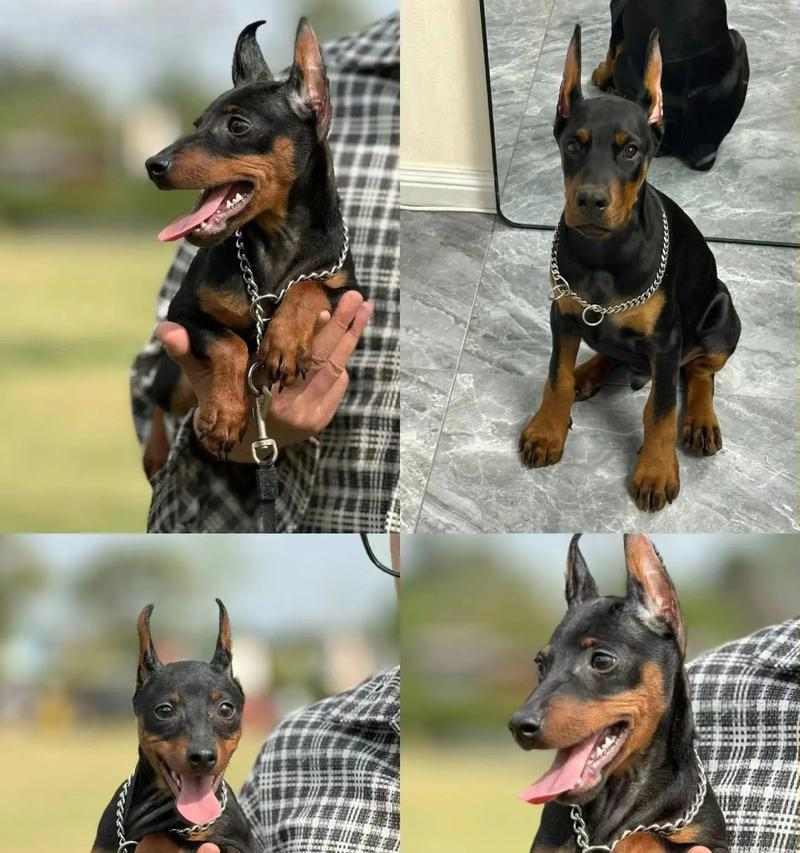 杜宾犬的饮食指南（了解如何给你的杜宾犬提供均衡健康的饮食）