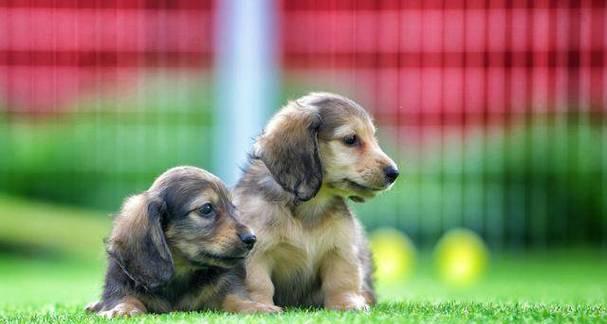 狗狗的驱虫方法（保持狗狗健康的关键）