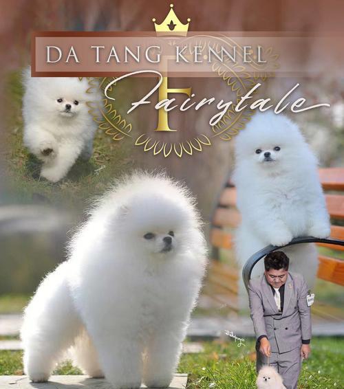 寻找最经济实惠的大型犬（挑选适合预算有限的宠物伙伴）