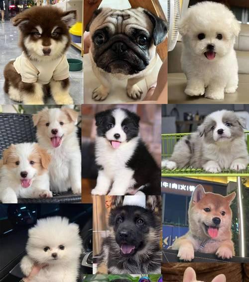 最经济实惠的大型犬推荐与养狗预算指南