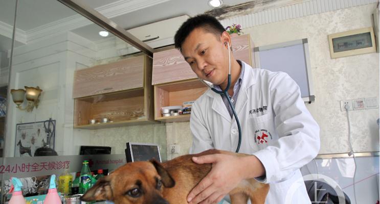 选择以喜欢宠物为主题的工作机会（发展激情并与动物共享的梦想）