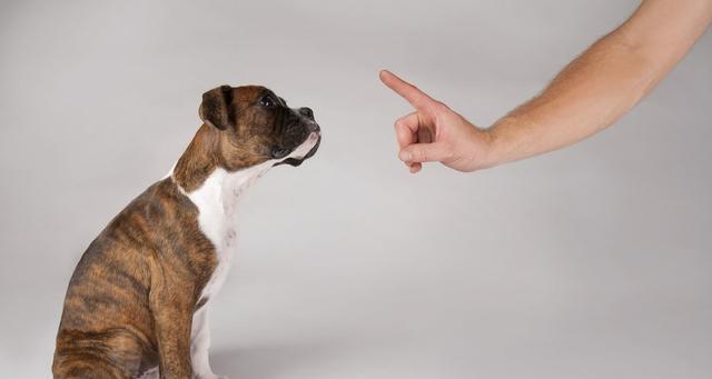 为什么狗狗不听主人的？（探究狗狗不听主人的原因及解决方法）