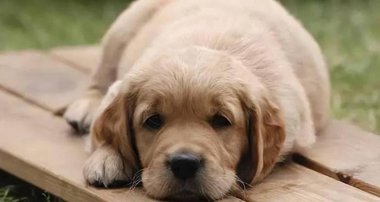 狗狗不听主人指令的常见原因及解决方法