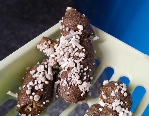 猫的粪便稀的原因解析（揭秘导致猫粪便稀的几个常见原因）