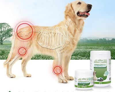 狗怀孕时的补钙注意事项（了解狗狗怀孕期间补钙的重要性和正确方法）