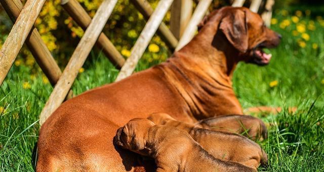 狗怀孕时的补钙注意事项（了解狗狗怀孕期间补钙的重要性和正确方法）