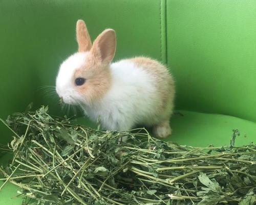 兔子的饮食（兔子喜欢吃哪些青草？）