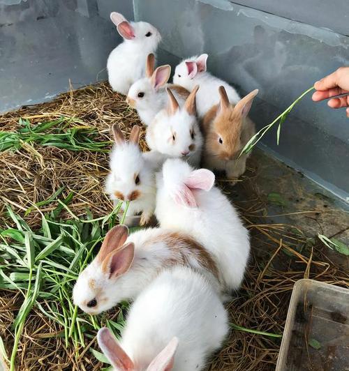 兔子的饮食（兔子喜欢吃哪些青草？）