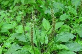 兔子的最爱青草有哪些？营养与喂养全解析