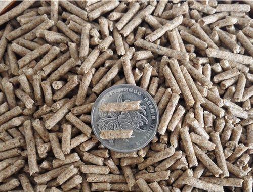 荷兰猪抽筋症状与防治全解析