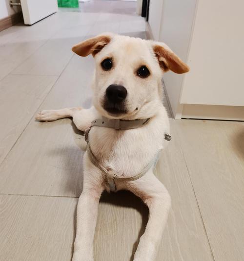 拉布拉多犬串串（探索拉布拉多犬串串的品质、训练和照顾方式）