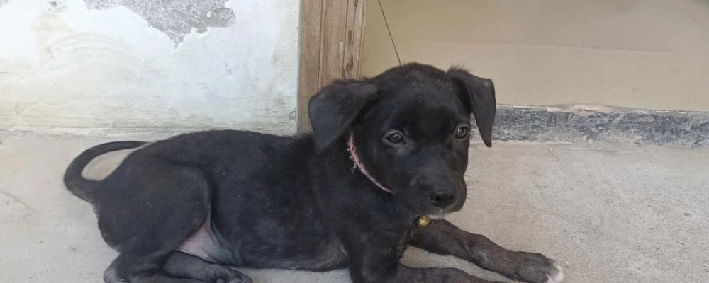 拉布拉多犬串串：忠诚、聪明、友善的家庭宠物指南