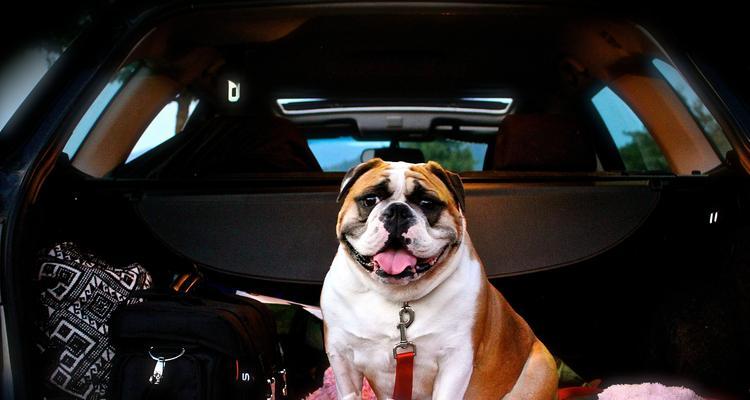 如何带狗狗乘坐火车（火车旅行必备指南，让您的狗狗安心快乐出行）