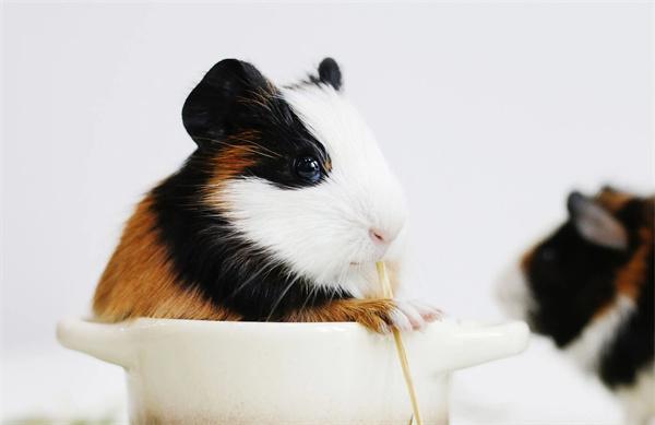 荷兰猪的常见疾病和症状表现 荷兰猪的常见疾病和症状表现