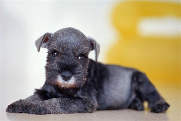 如何有效预防狗狗耳螨病？清洁与护理要点