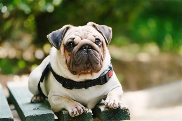 狗狗肝炎的病因及治疗方法 狗狗肝炎的病因及治疗方法