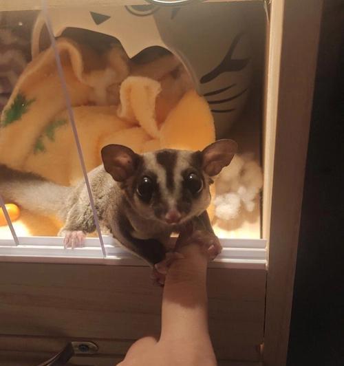 蜜袋鼯幼年期饮食结构解析