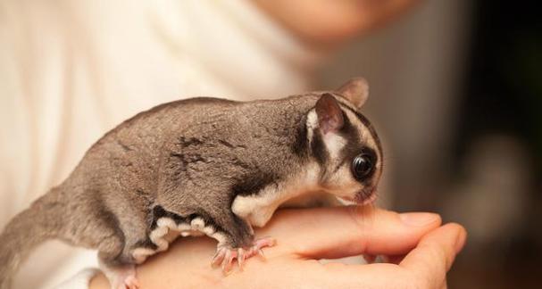 蜜袋鼯幼年期饮食结构解析