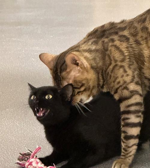 探寻Jerry狗的独特魅力与家庭互动方式