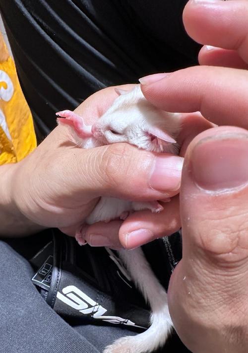 蜜袋鼯幼年期饮食结构解析
