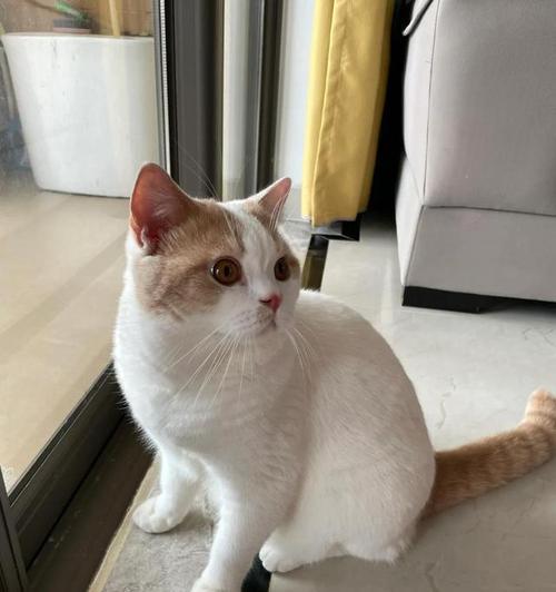 猫科动物心肌厚度影响因素与健康关联