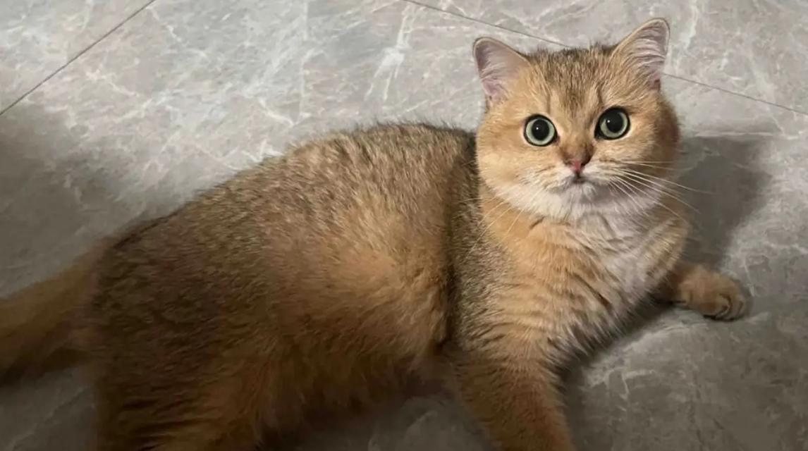 猫科动物心肌厚度影响因素与健康关联